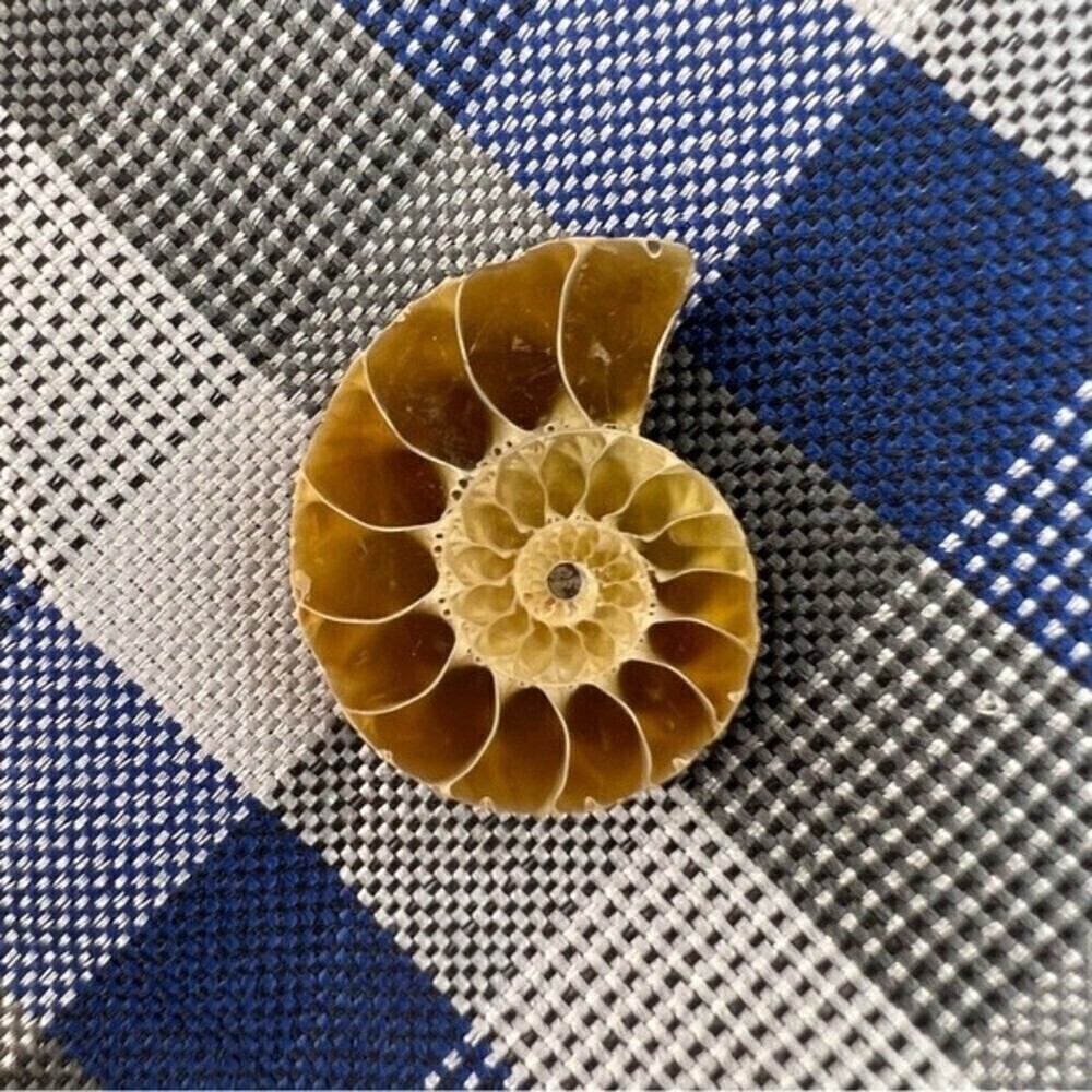 Authentic ammonite fossil tie tack or lapel pin